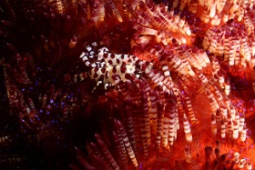 Komodo 2016 - Colemen shrimp - Crevette de Coleman - Periclimenes colemani - IMG_7385_rc